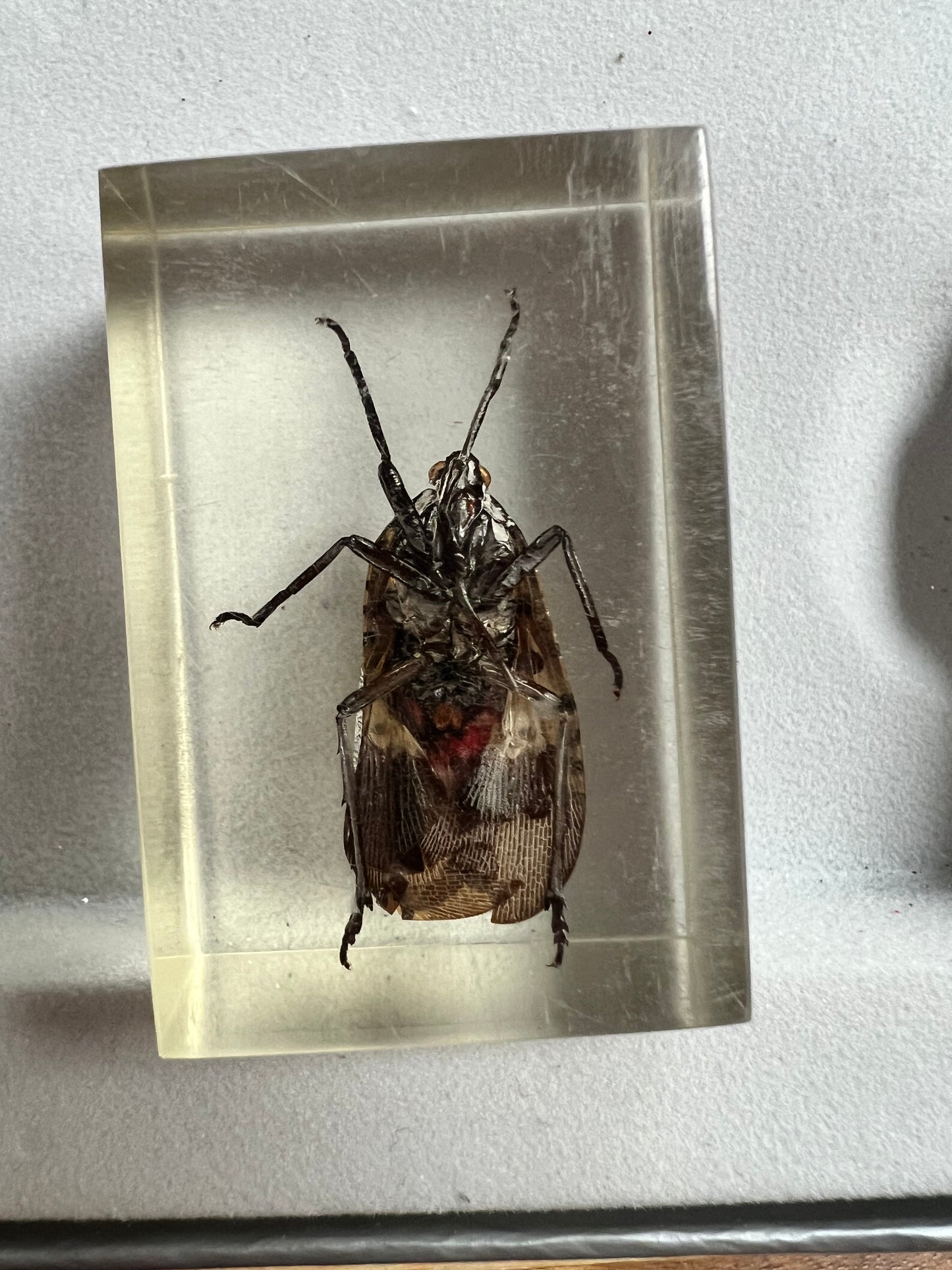 It’s an Insect! Encased in Resin!