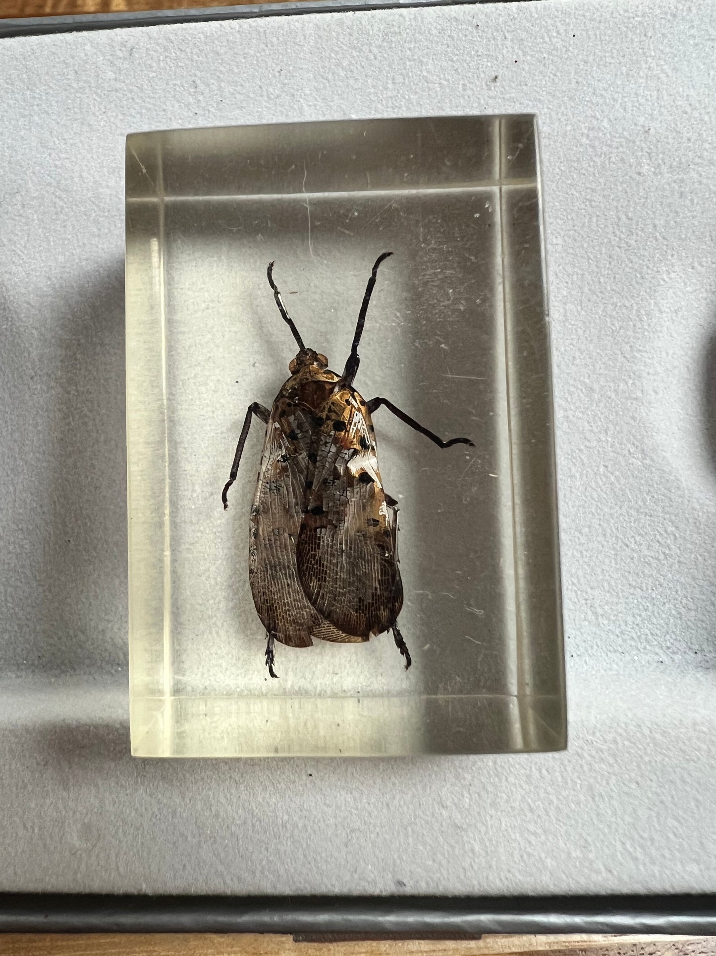 It’s an Insect! Encased in Resin!