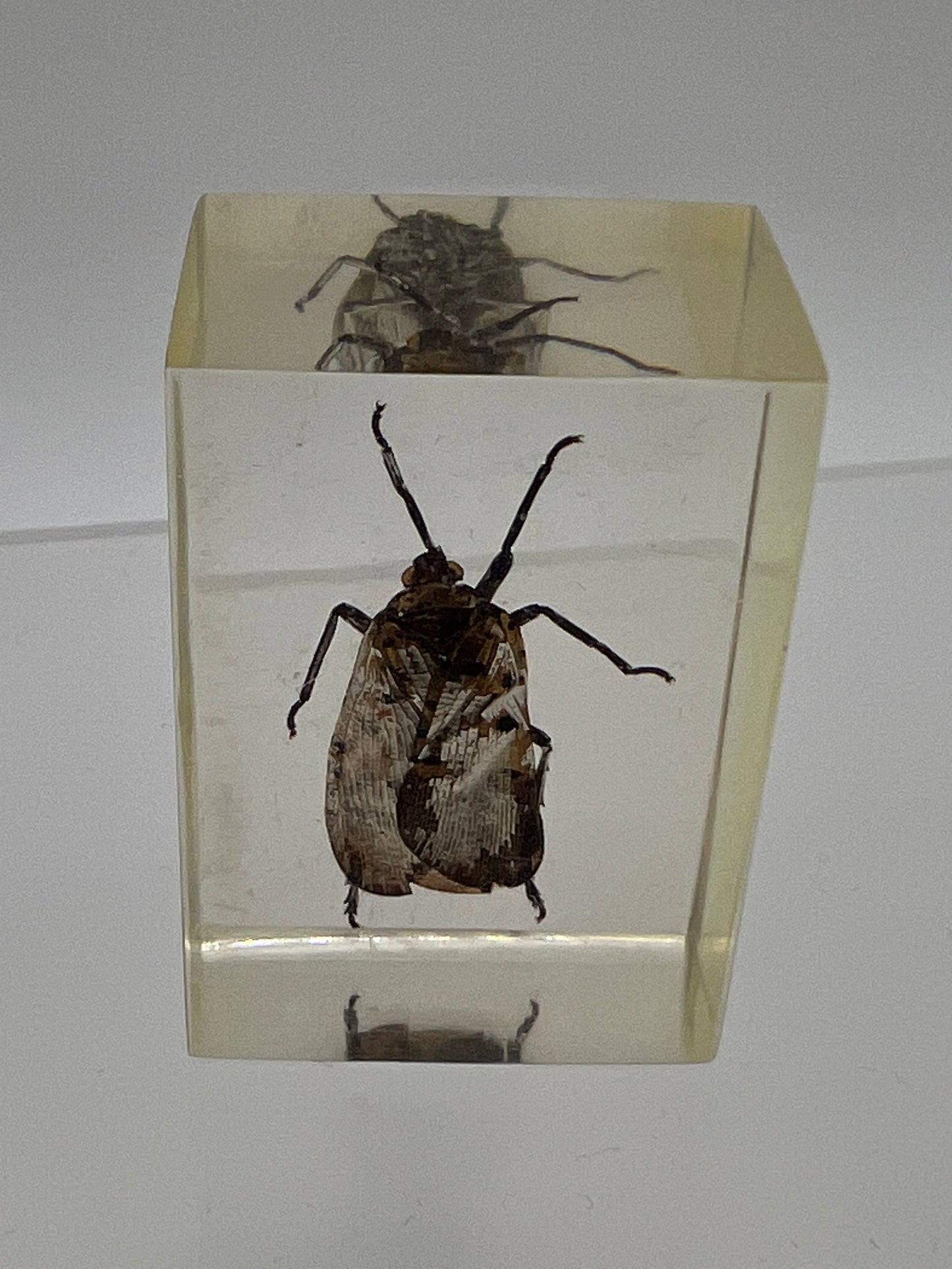 It’s an Insect! Encased in Resin!