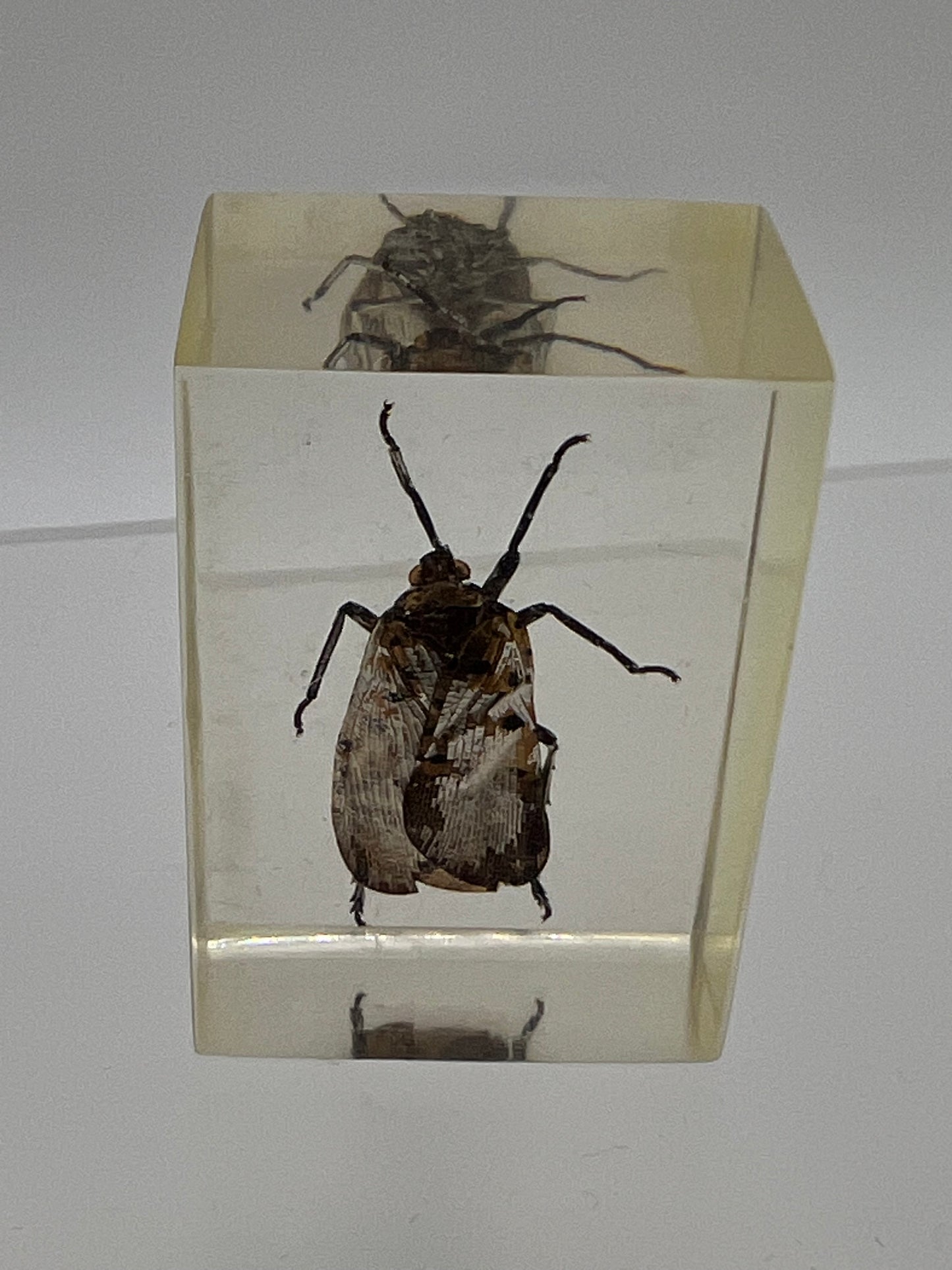 It’s an Insect! Encased in Resin!