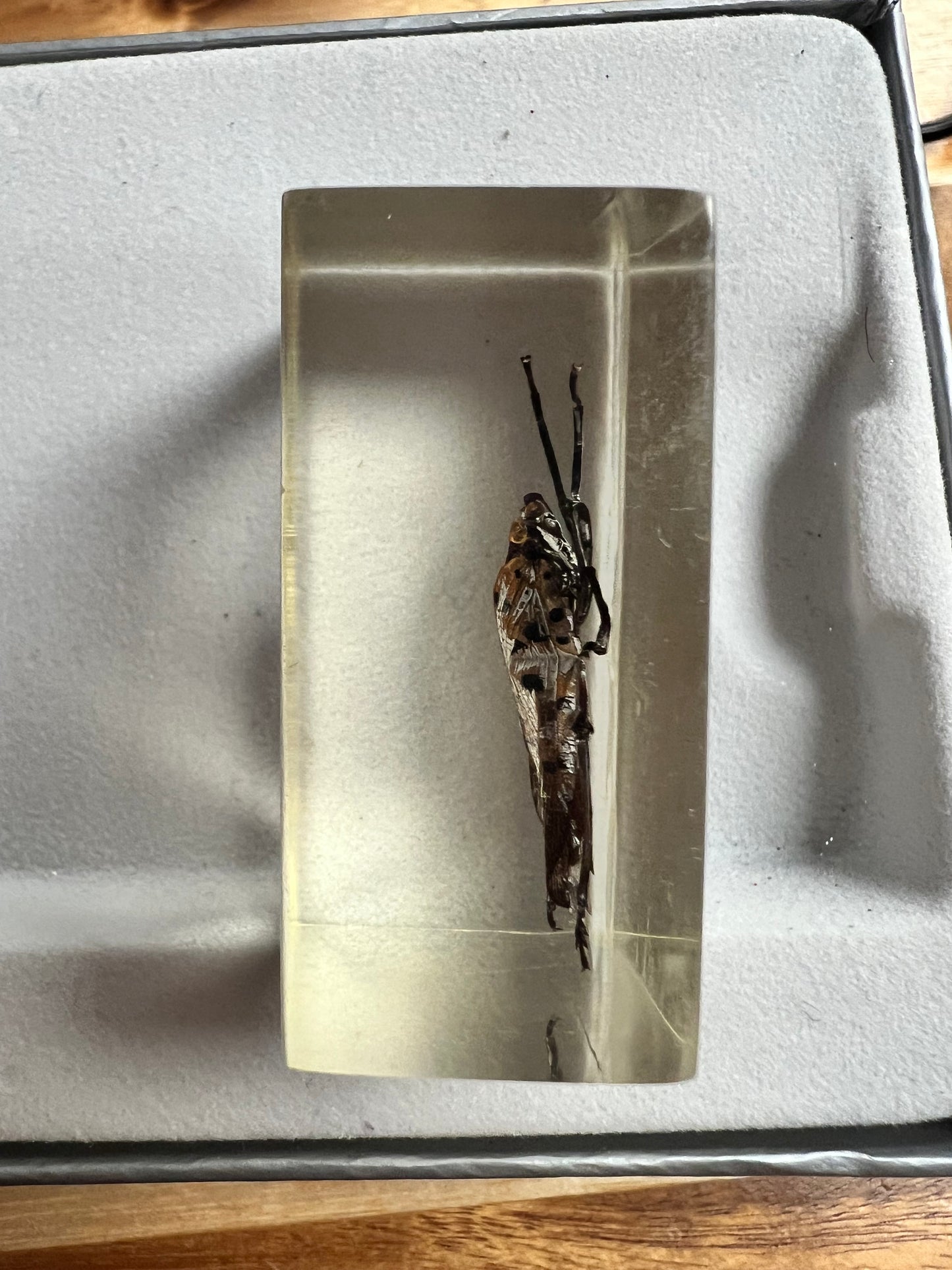 It’s an Insect! Encased in Resin!