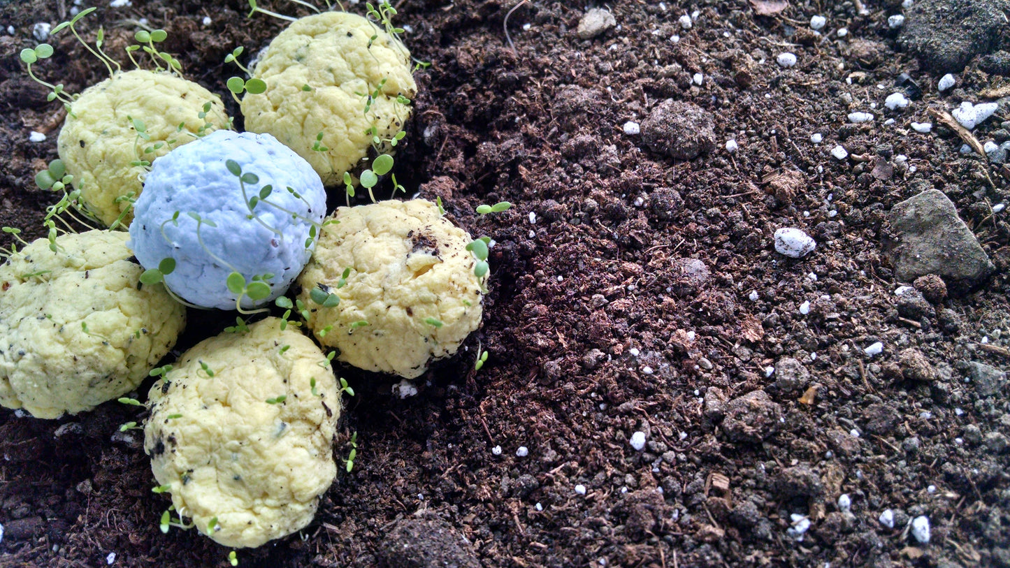 Wildflower Seed Balls