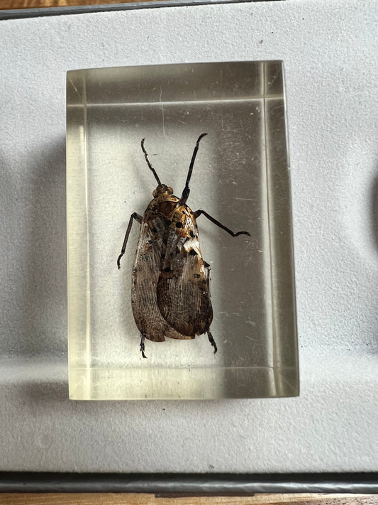 It’s an Insect! Encased in Resin!