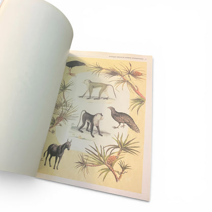The Decoupage Gallery by Dee Davis & Gail B. Cooper | Arts & Crafts Book